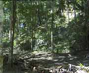 Der grsste Teil der Strukturen Tikals ist noch vom Dschungel berwuchert